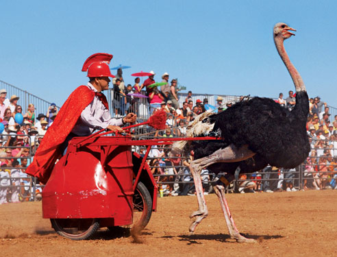 Ostrich Festival