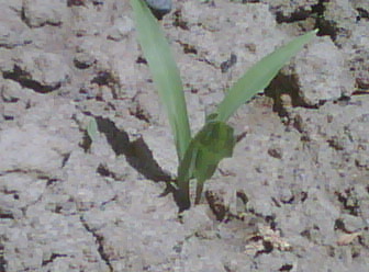 Corn Plant Week One