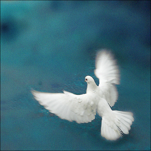 Peace Dove courtesy of Flickr