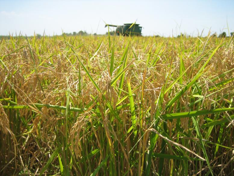 Let the Weeds Grow Wheat and Weeds